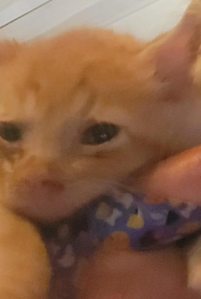 A baby small-sized male Domestic Short Hair cat named Tiger for adoption in Princeton, IN