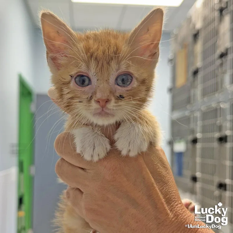 Taco Bell thumbnail 2