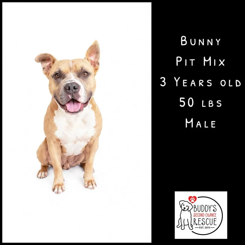 Bunny thumbnail 6