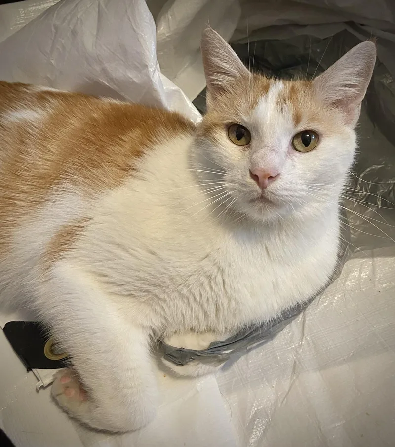 Dreamsicle Dexter thumbnail 2