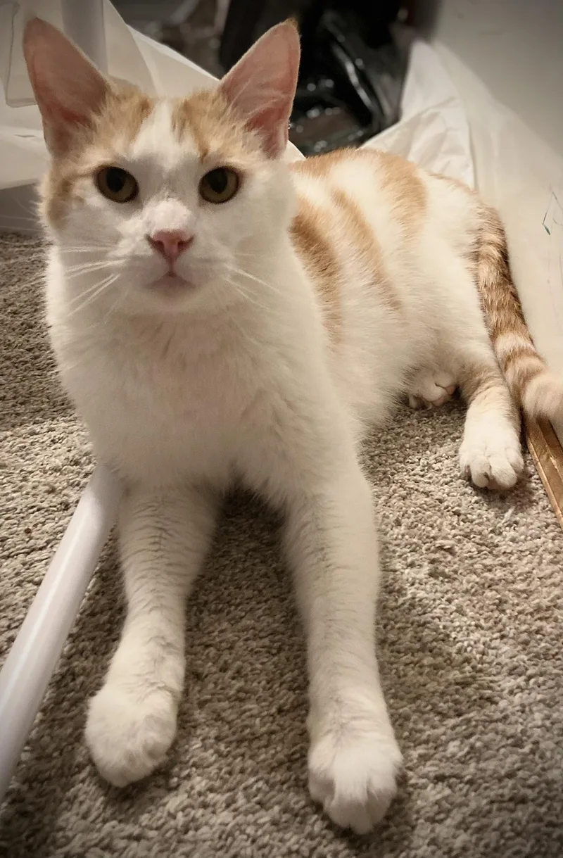 Dreamsicle Dexter thumbnail 3