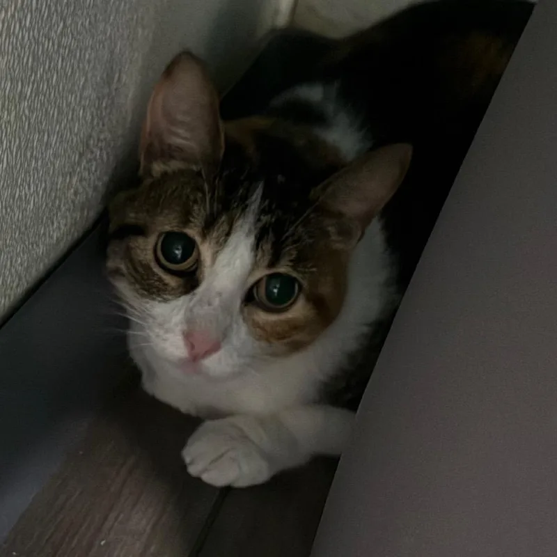 A senior large-sized female Calico Domestic Short Hair cat named Mary Ann for adoption in Lake Panasoffkee, FL