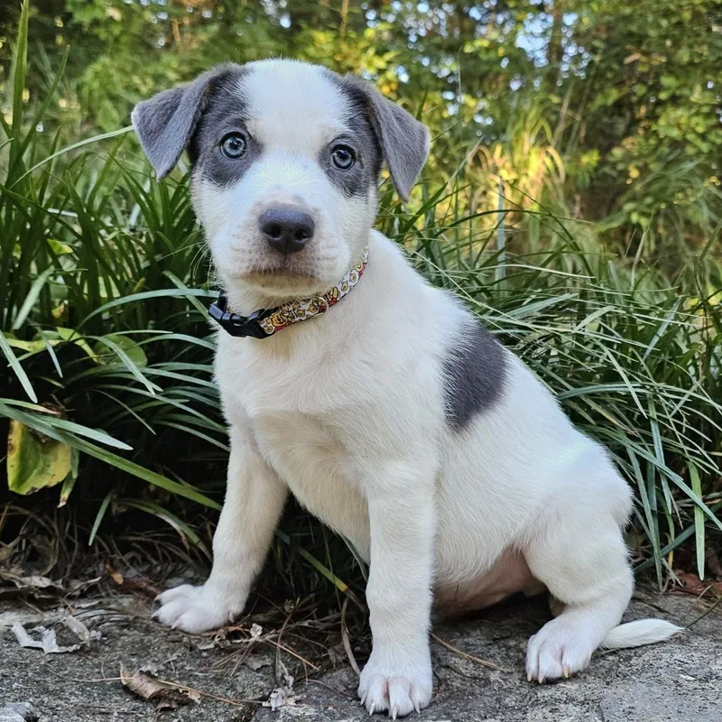 A baby medium-sized male Mixed Breed dog named Tigger for adoption in Festus, MO