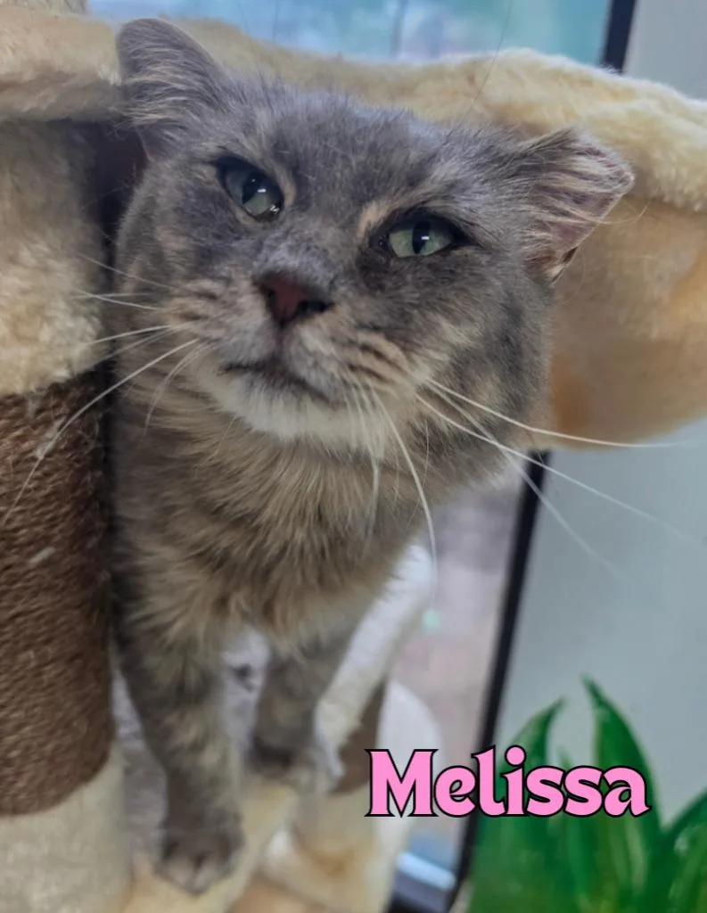 A young medium-sized female Domestic Short Hair cat named Melissa for adoption in Rome, GA