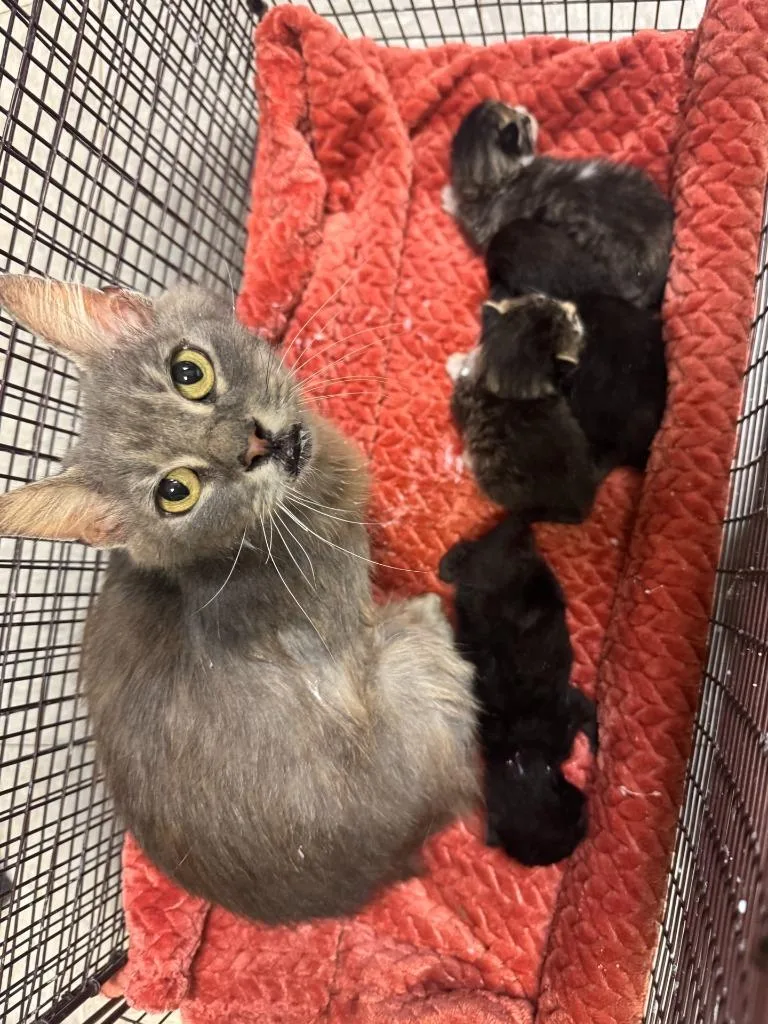 A baby medium-sized female Domestic Short Hair cat named Patsy for adoption in Sorrento, LA