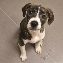 A baby medium-sized female Brindle Boxer dog named Miss Moon Pie for adoption in Norman, OK