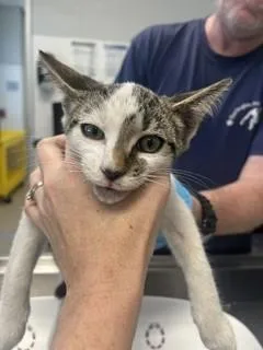 A baby small-sized male Domestic Short Hair cat named Oreo for adoption in Haw River, NC