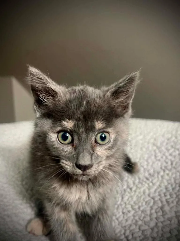 A baby small-sized female Domestic Short Hair cat named Munchie Mcpurry Toes for adoption in Detroit, MI