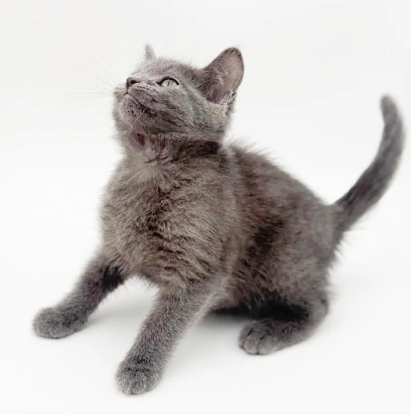 A baby small-sized female Gray / Blue / Silver Russian Blue cat named Larkspur Is A Baby for adoption in Bedford Hills, NY