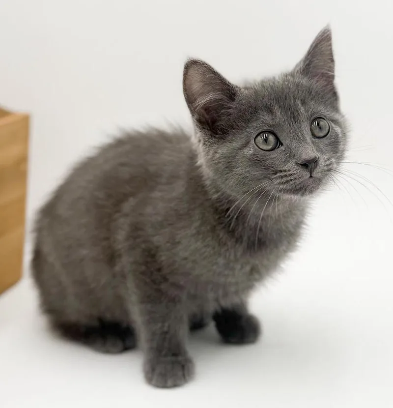 Larkspur Is A Baby thumbnail 2