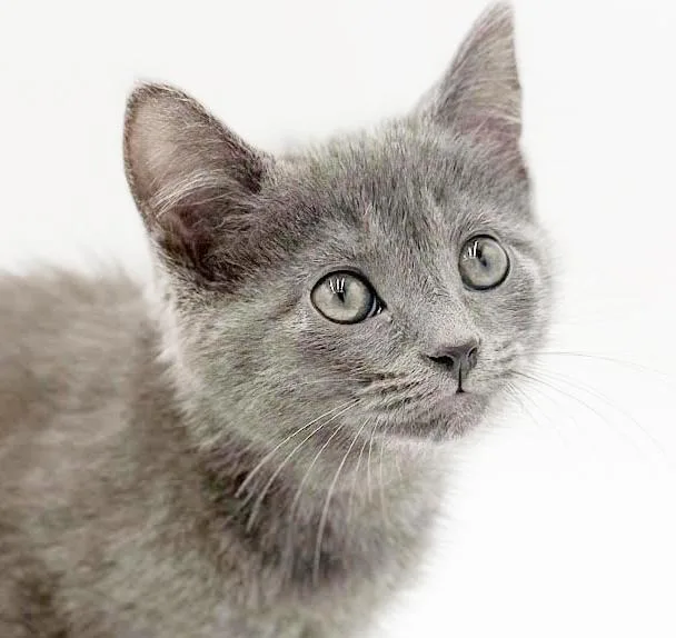Larkspur Is A Baby thumbnail 3