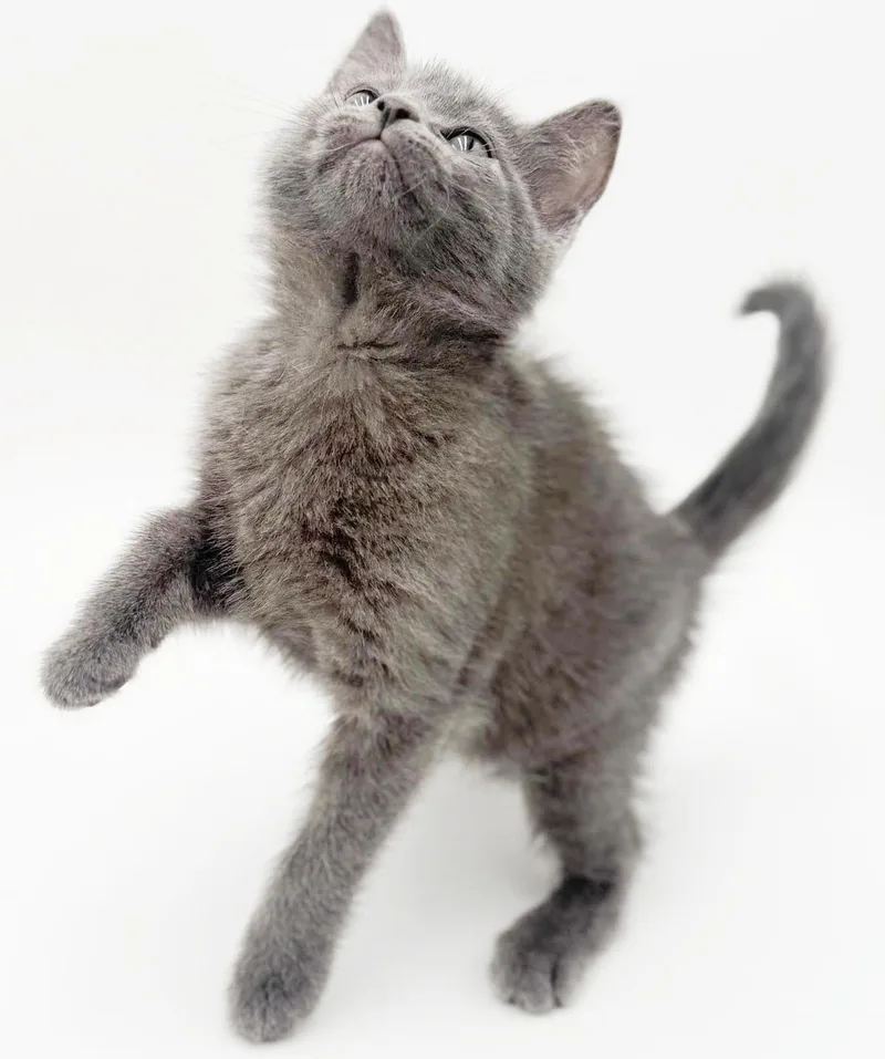 Larkspur Is A Baby thumbnail 5