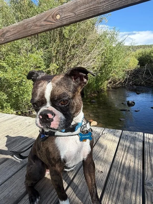 A young small-sized male Boston Terrier dog named Sammy for adoption in Windsor, CO
