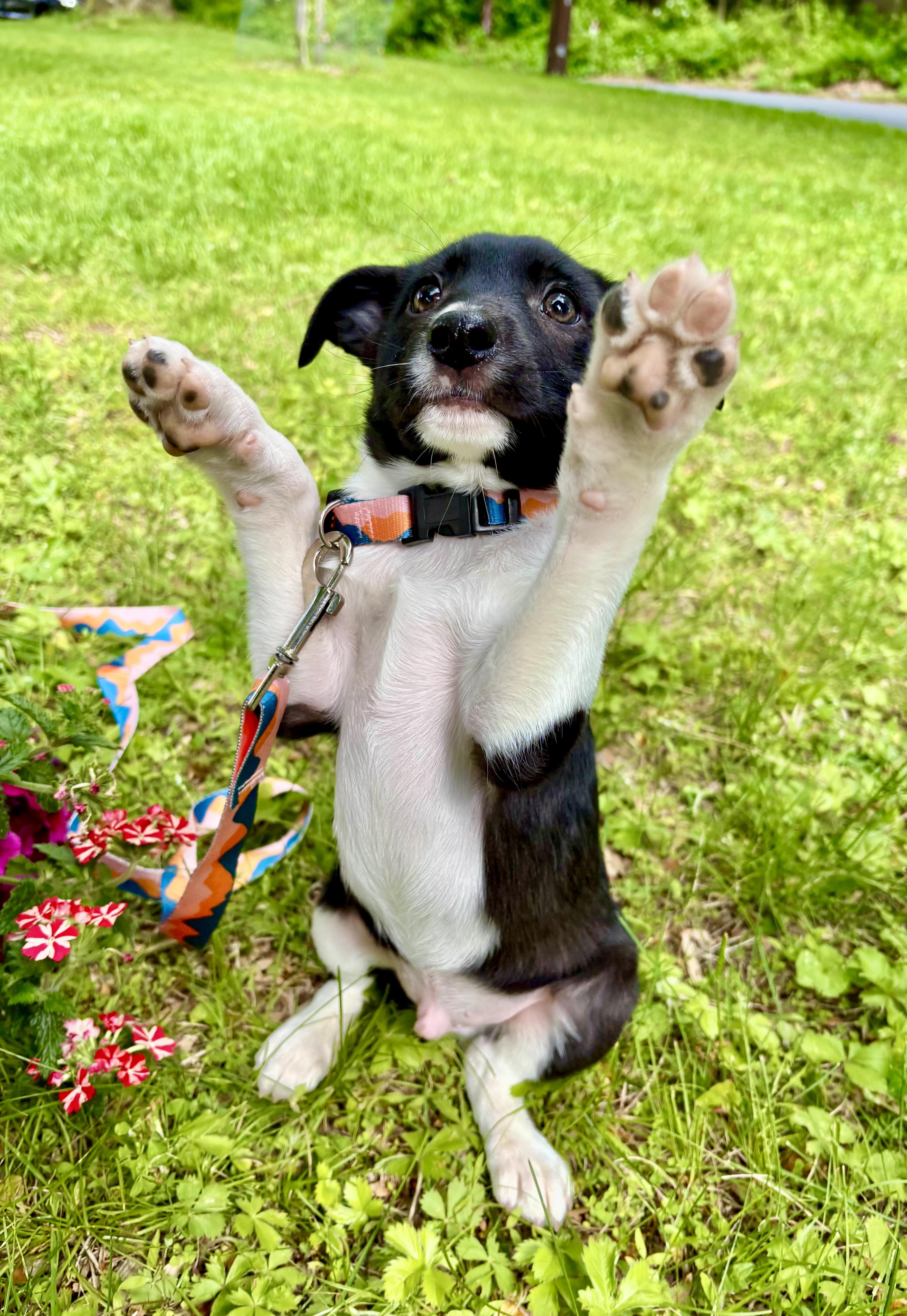 A baby medium-sized male Rat Terrier dog named Mario  Puppy for adoption in Media, PA