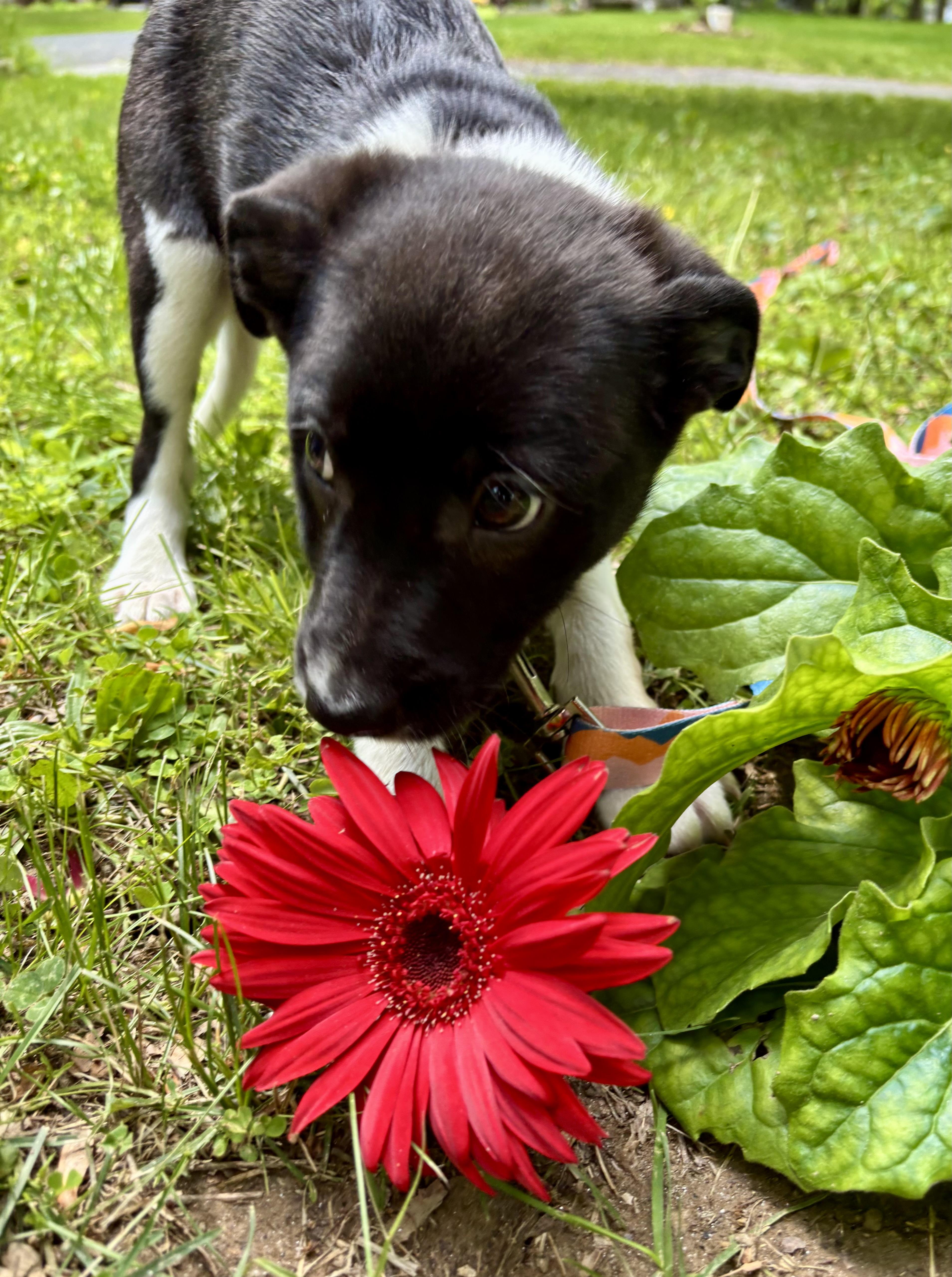 Mario  Puppy thumbnail 3
