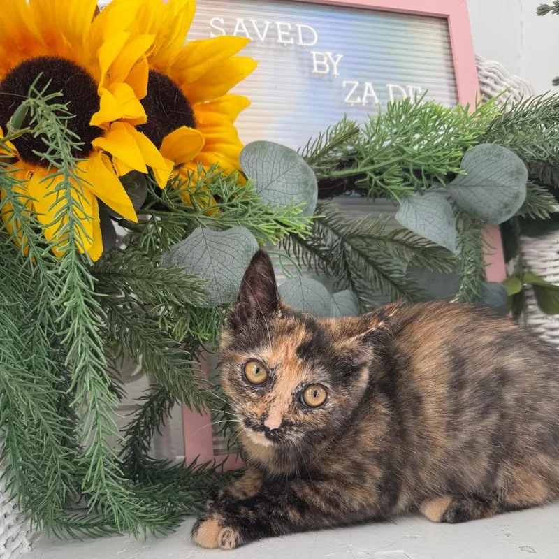 A baby small-sized female Tortoiseshell Domestic Short Hair cat named Marble Rye Legion for adoption in Eaton Rapids, MI