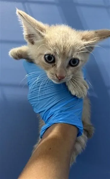 A baby small-sized male Domestic Short Hair cat named Cosmo for adoption in San Bernardino, CA