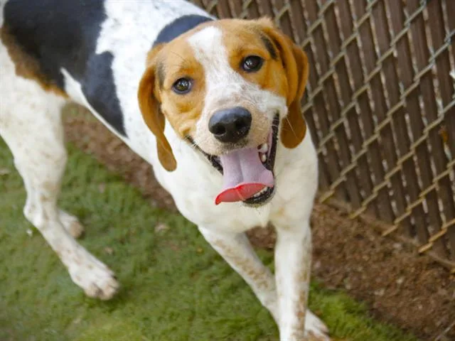 An adult medium-sized male Treeing Walker Coonhound dog named Rocky Stewart for adoption in Tallahassee, FL