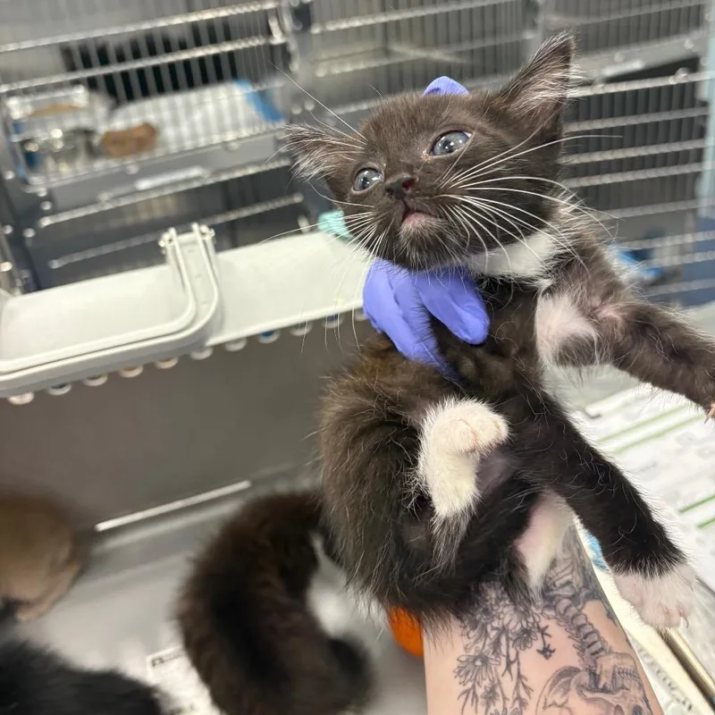 A baby small-sized male Black Domestic Short Hair cat named Brad for adoption in Greensboro, NC
