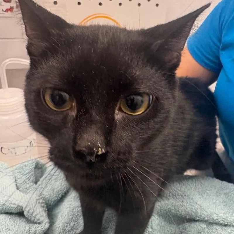 T'challa thumbnail 2