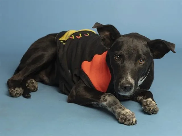 A young medium-sized male German Shepherd Dog dog named Dill for adoption in Phoenix, AZ