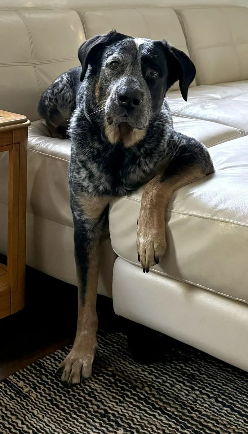 An adult large-sized male Cattle Dog dog named Kimchi for adoption in Richboro, PA