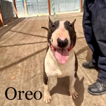 An adult medium-sized male Bull Terrier dog named Oreo for adoption in Palm Desert, CA