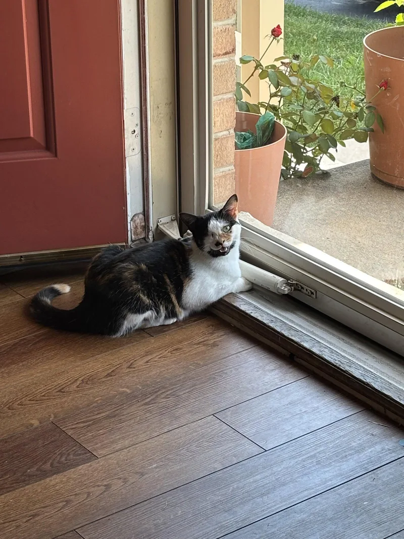 A baby medium-sized female Domestic Short Hair cat named Shelby for adoption in Broomall, PA
