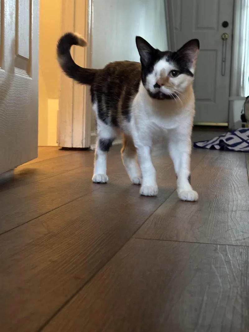 Shelby thumbnail 3