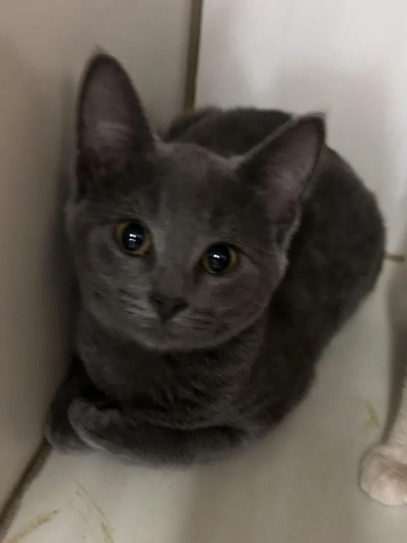 A baby medium-sized male Gray / Blue / Silver Domestic Short Hair cat named Touchdown for adoption in Mason City, IA