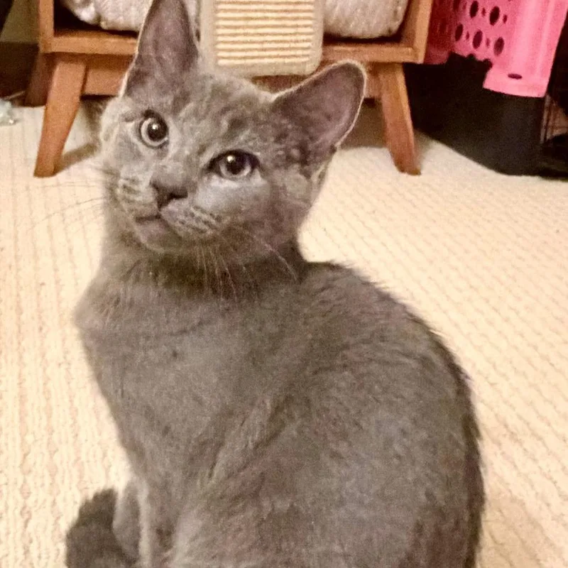 A baby small-sized male Gray / Blue / Silver Domestic Short Hair cat named Sneakers for adoption in Pittsburgh, PA