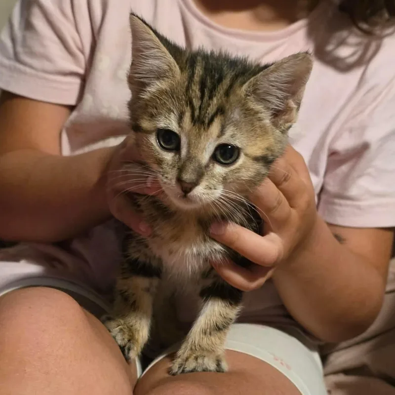 A baby medium-sized female Tabby (Buff / Tan / Fawn) Domestic Short Hair cat named Leia for adoption in Caldwell, TX