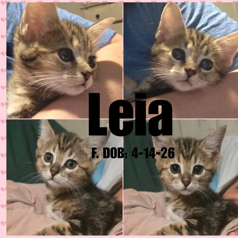 Leia thumbnail 2