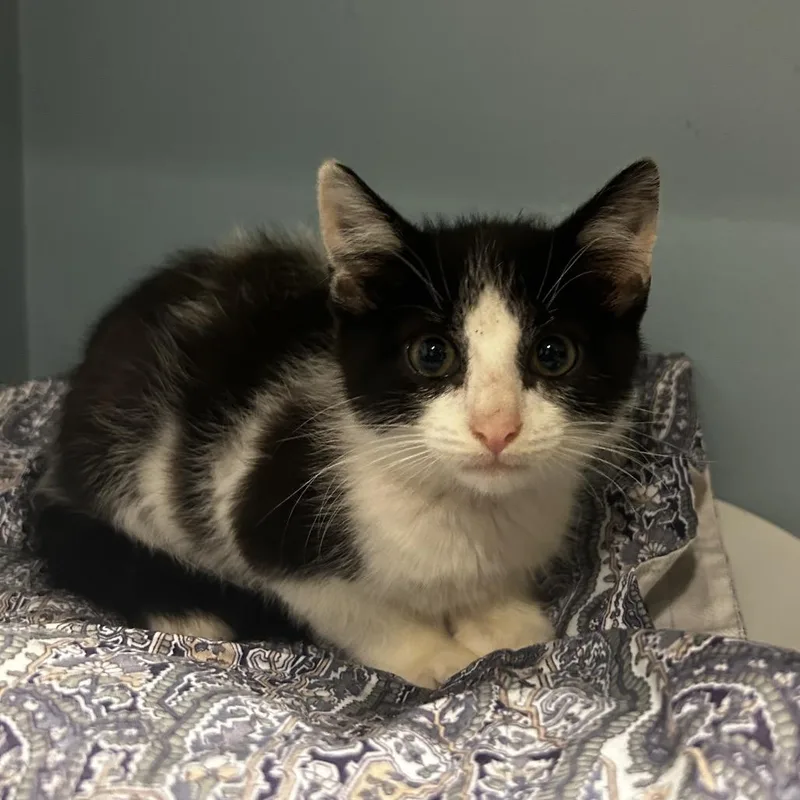 A baby small-sized male White Domestic Short Hair cat named Bubbles for adoption in Chattanooga, TN