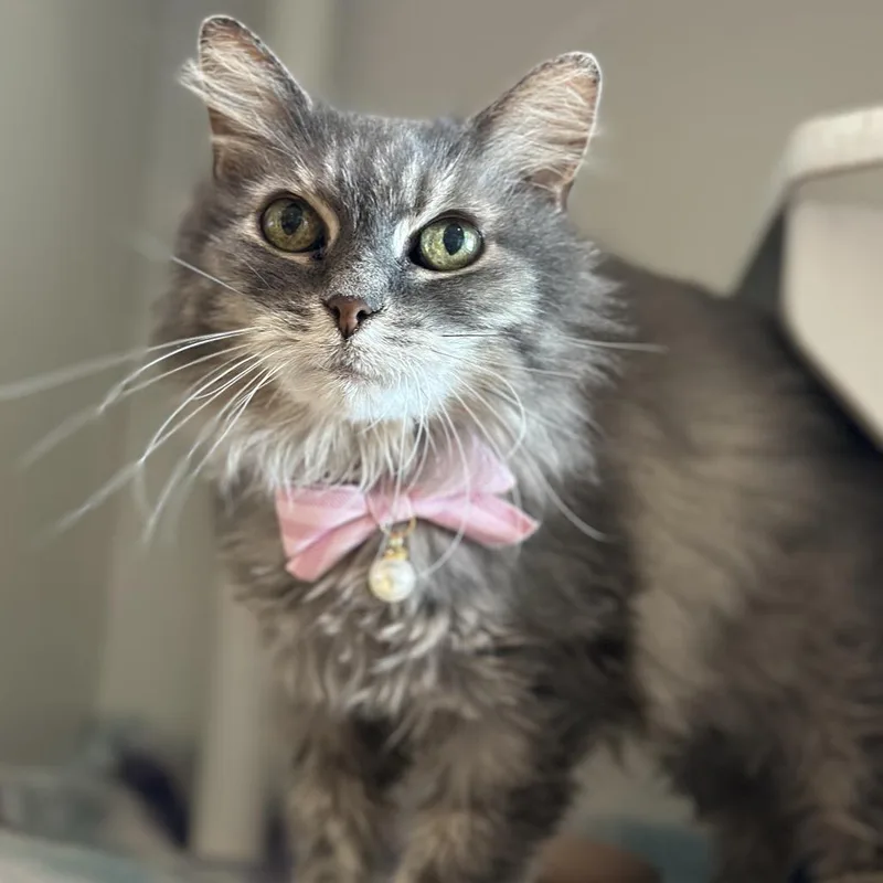A senior medium-sized female Domestic Medium Hair cat named Mochi for adoption in Chicago, IL