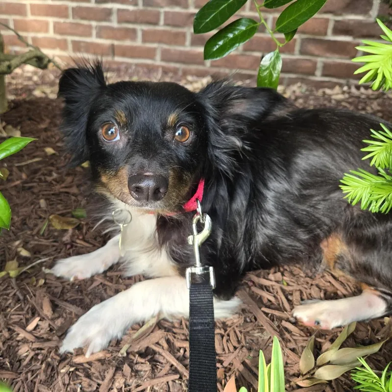 An adult small-sized male Black Dachshund dog named Fergus for adoption in Nashville, TN