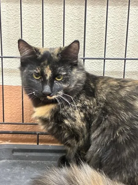 A baby medium-sized female Domestic Medium Hair cat named Kinder Bueno for adoption in Kennewick, WA