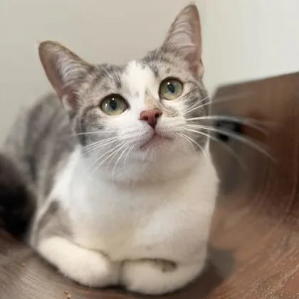 A young small-sized female White Domestic Short Hair cat named Cruella for adoption in Atlanta, GA