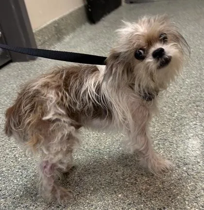 A senior small-sized male Shih Tzu dog named Buddy Holly for adoption in Kansas City, MO