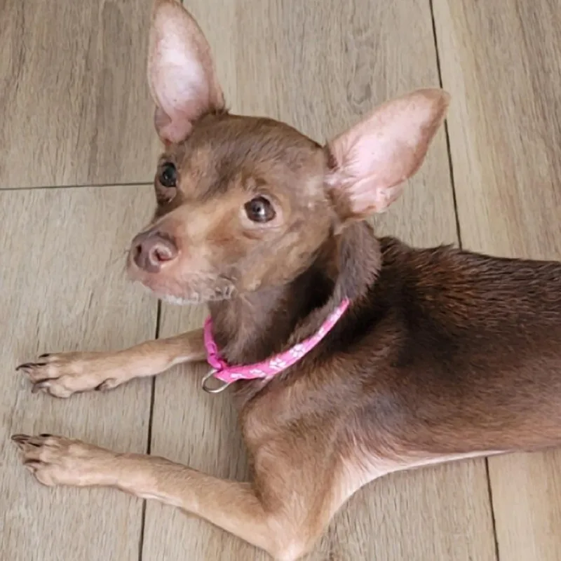 An adult small-sized female Chihuahua dog named Fairy for adoption in Midlothian, VA