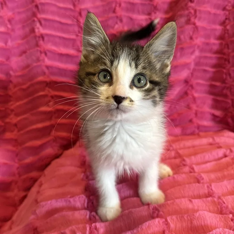 A baby small-sized male Brown / Chocolate Domestic Short Hair cat named Pebble O'Brien for adoption in Eagle Mountain, UT