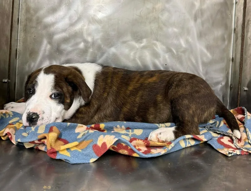 A baby medium-sized male Pit Bull Terrier dog named Toyo for adoption in Othello, WA