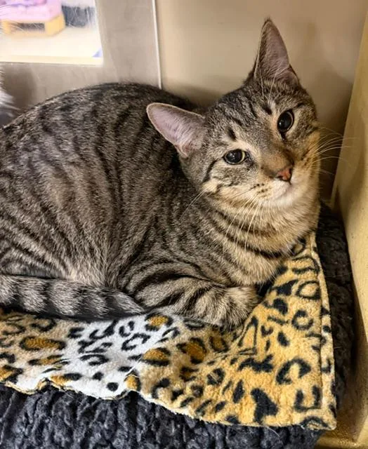 A baby medium-sized male Tabby (Gray / Blue / Silver) Domestic Short Hair cat named Saul for adoption in Spring Brook, NY