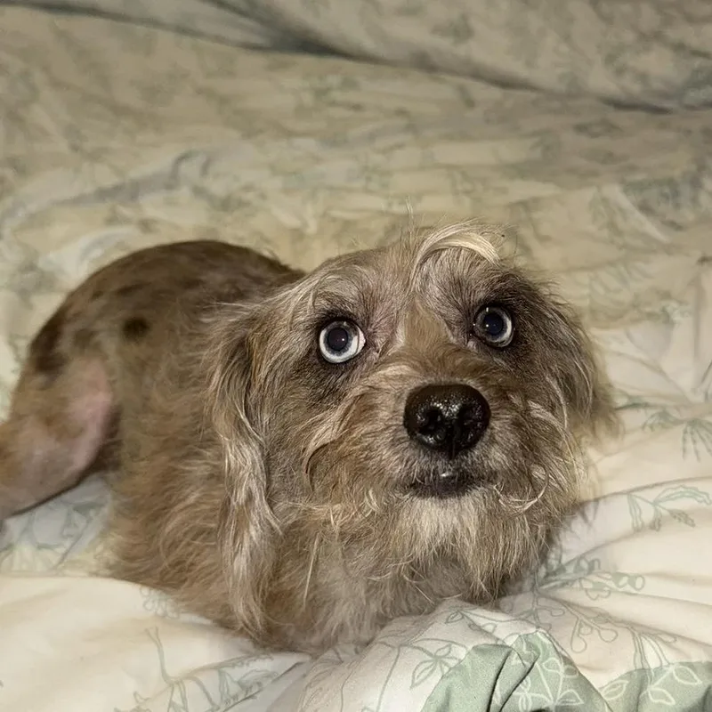 A young small-sized female Mixed Breed dog named Daisy for adoption in Allyn, WA