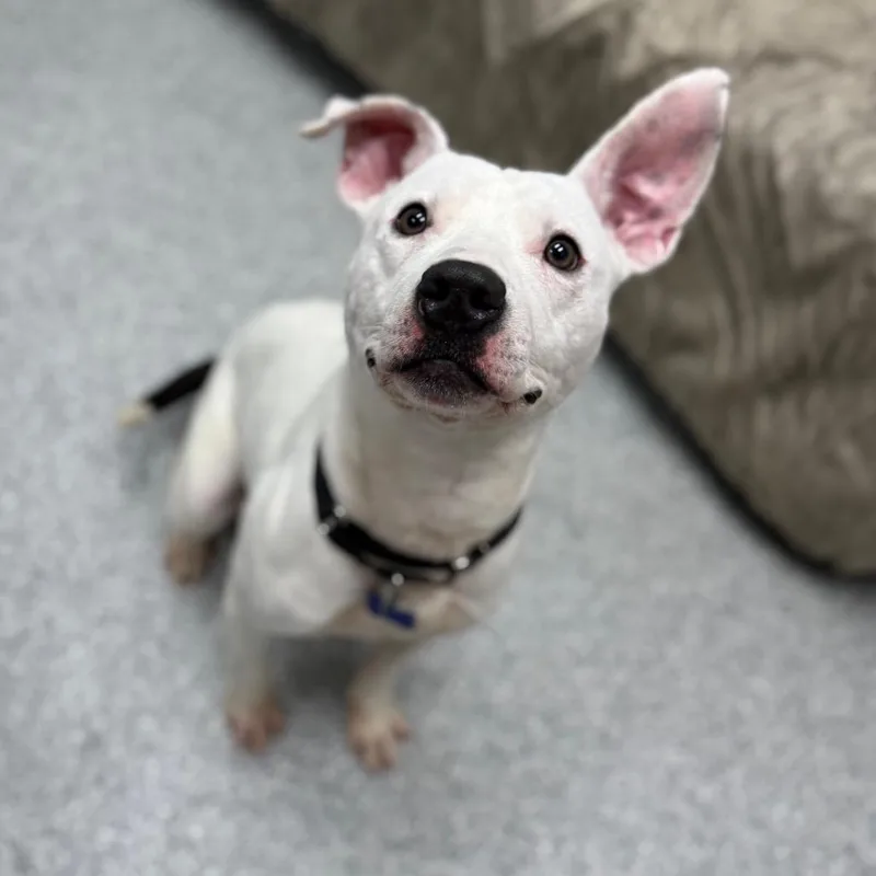 An adult small-sized male Terrier dog named Sparky for adoption in Monticello, IA