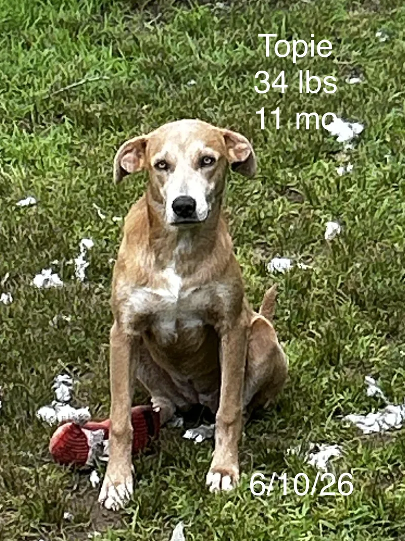 A young medium-sized female Terrier dog named Topie for adoption in Welling, OK