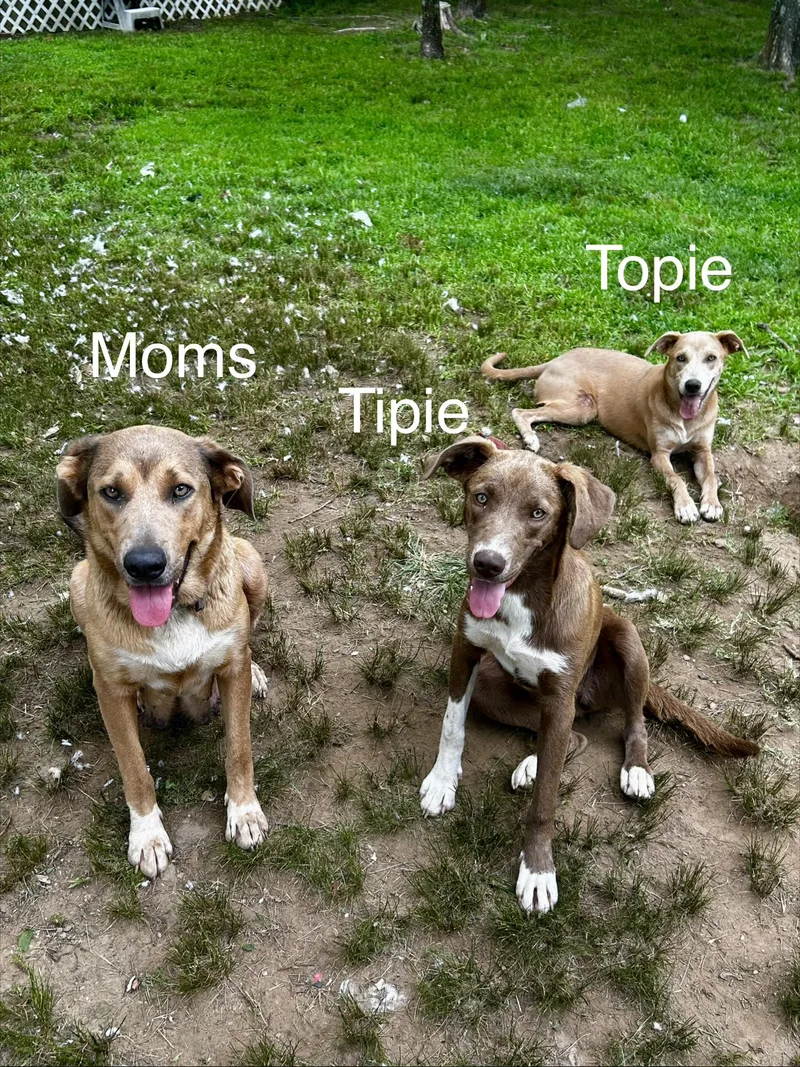 Topie thumbnail 2