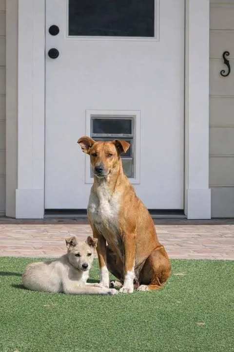 An adult medium-sized female Yellow / Tan / Blond / Fawn Labrador Retriever dog named Leia for adoption in Commerce City, CO