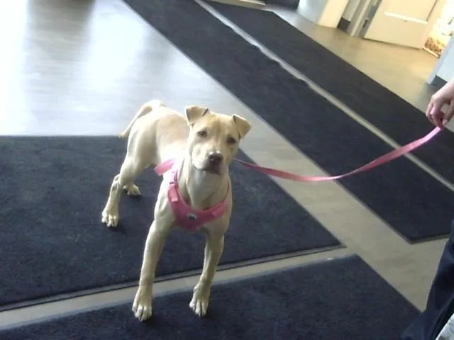 A young small-sized female Shar-Pei dog named Kiya for adoption in Toledo, OH