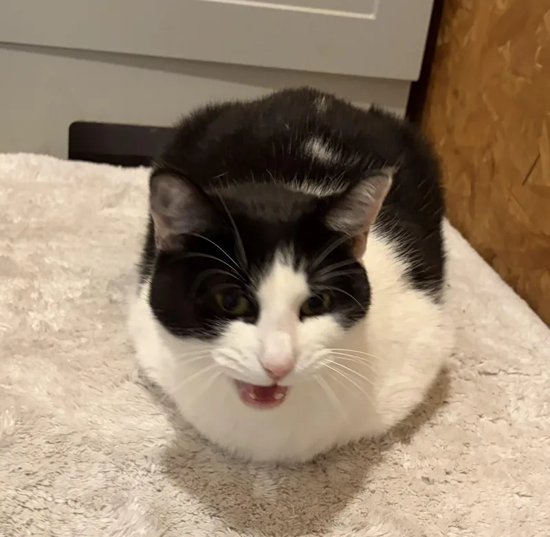 An adult medium-sized female Domestic Short Hair cat named Missy for adoption in Melbourne, AR